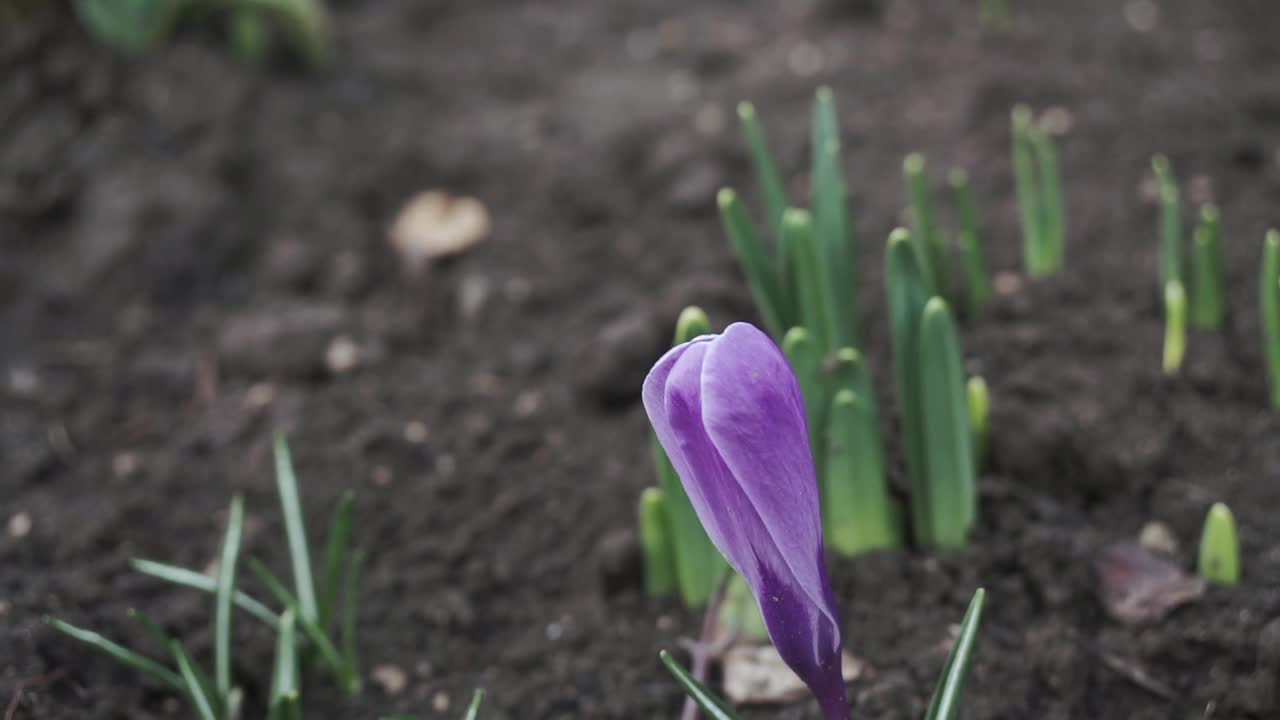 在阳光明媚的早春花园里，紫罗兰番红花。近距离开花的番红花红宝石巨人在天然的石头背景。软选择聚焦。视频素材