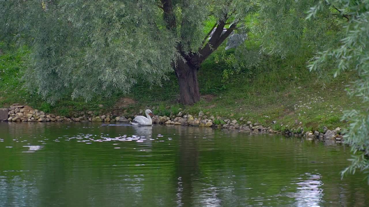 一只白色的鹈鹕在池塘里游泳。湖里有鸟。河上有柳树。视频素材