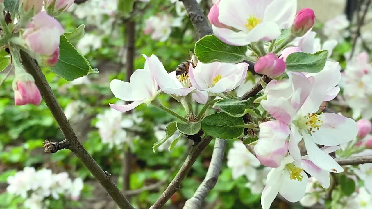 开花苹果树上的蜜蜂。有选择性的重点。视频素材