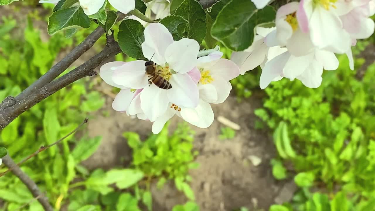 开花苹果树上的蜜蜂。有选择性的重点。视频素材