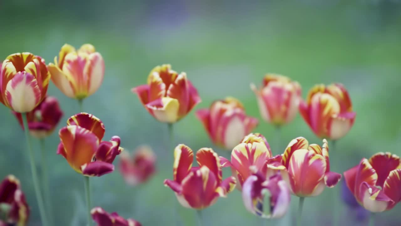 近距离观赏新鲜的郁金香花，美丽的大自然之花和风吹拂。自然之美，色彩斑斓。装饰郁金香在春天开花。视频素材