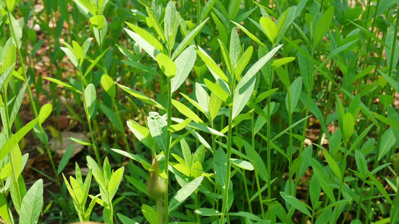 靠近绿色植物。视频素材