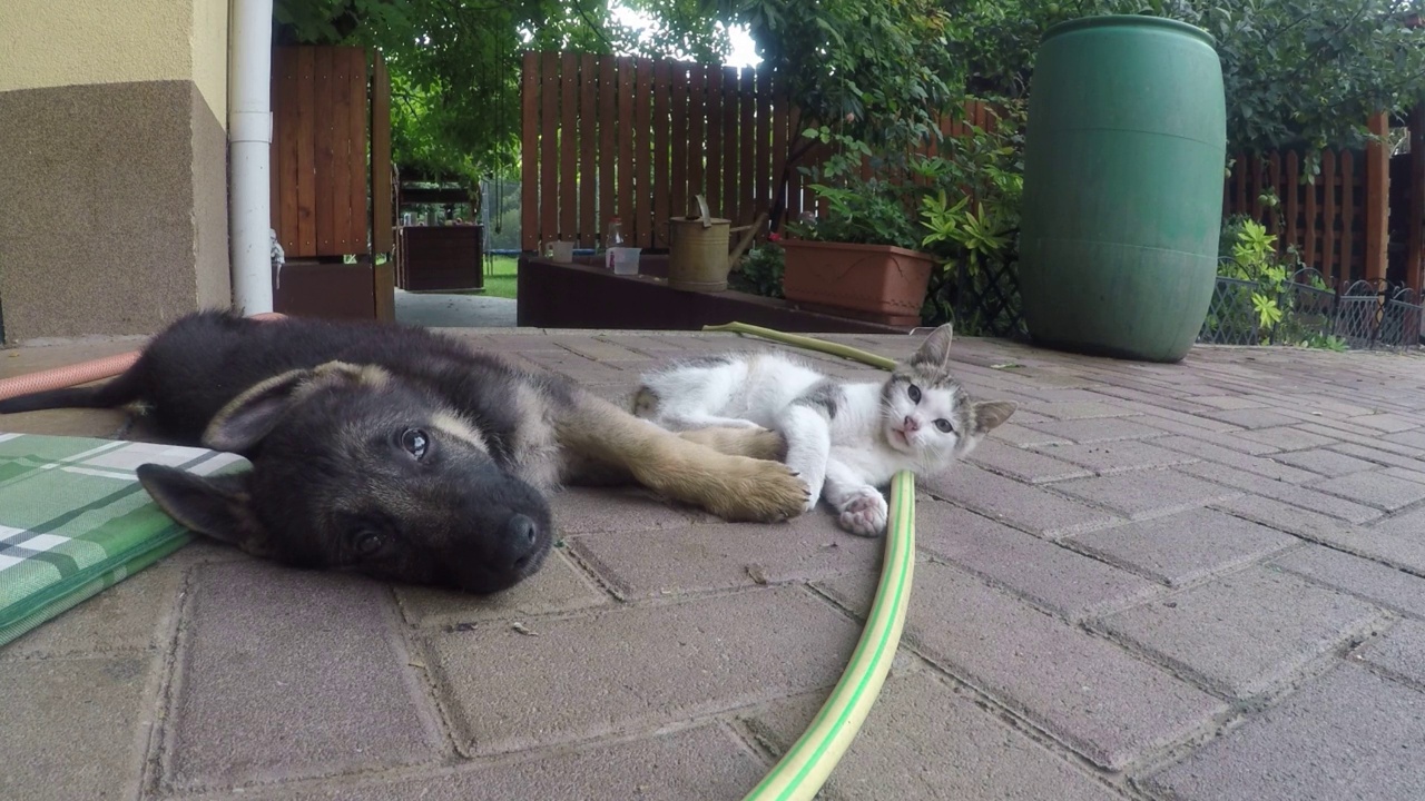 小狗和小猫躺在院子里。家猫和小德国牧羊犬躺着玩耍视频下载