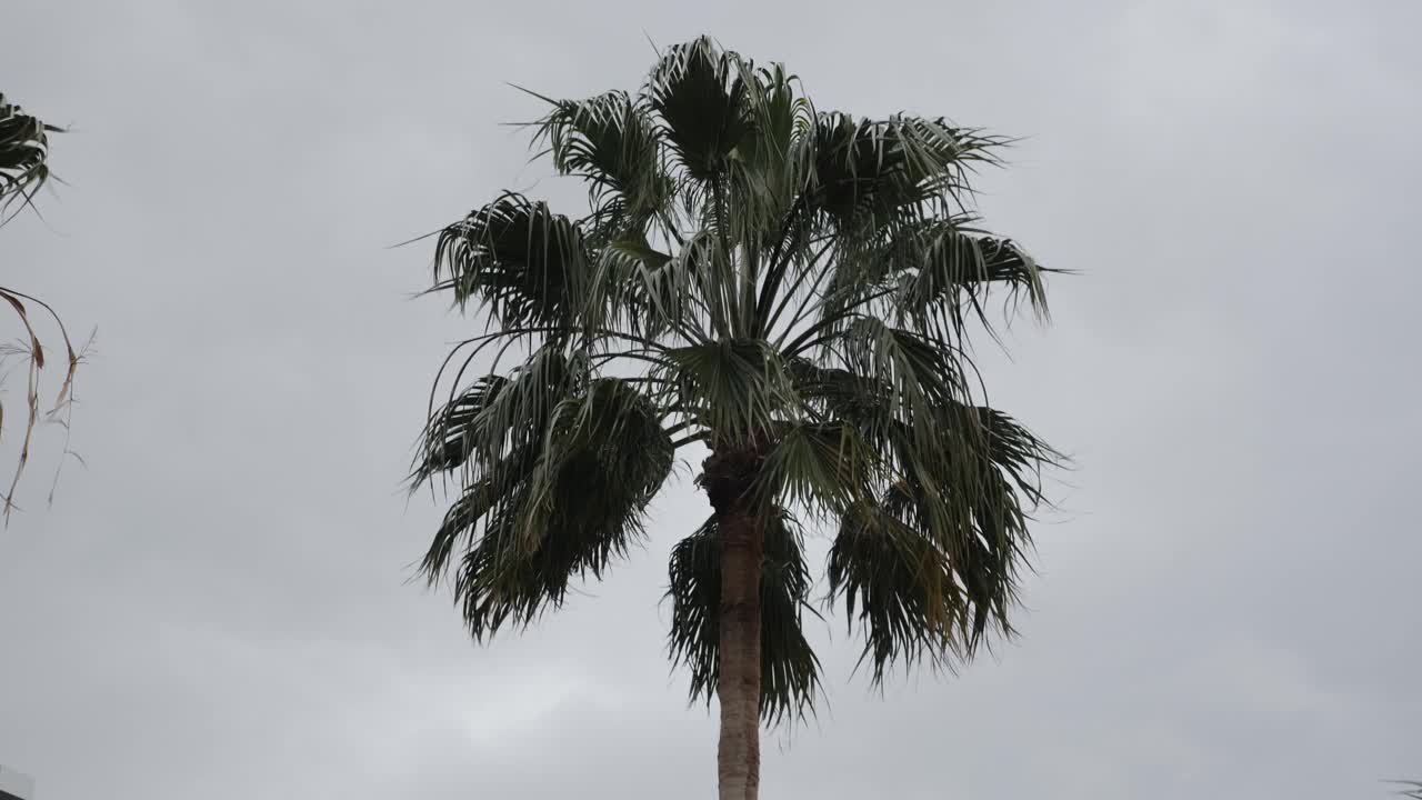 棕榈树映衬着灰色的暴风雨天空。下雨天，椰子树的叶子在风中摇曳。热带气候。旅游的概念视频素材