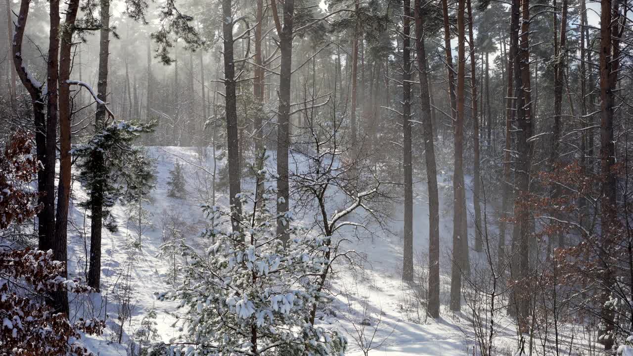 冬天的森林里大雪纷飞。飘落的雪花在冬季松树的背光中闪烁。视频素材