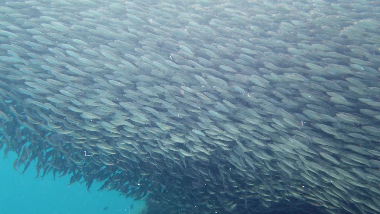 海里的沙丁鱼群。保和、菲律宾视频素材