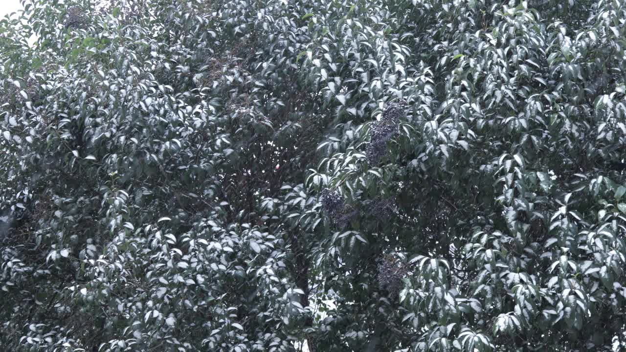 樱桃月桂树在下雪的天气视频下载