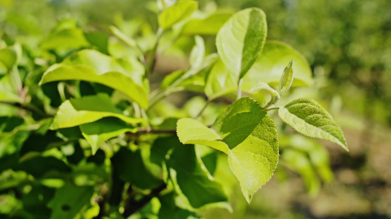 郁郁葱葱的绿叶颤抖的特写-特写视频素材