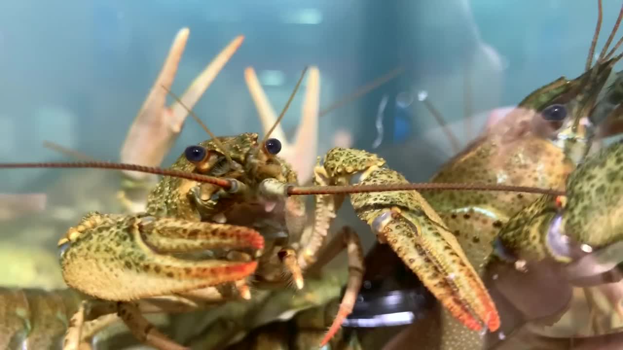 螃蟹在水中。虾和龙虾生活在水族馆里。海鲜餐厅视频素材