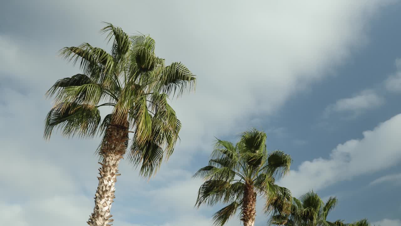 在有风的日子里，棕榈树映衬着多云的天空。暑假期间，热带岛屿上的椰子树映衬着蓝天白云视频素材