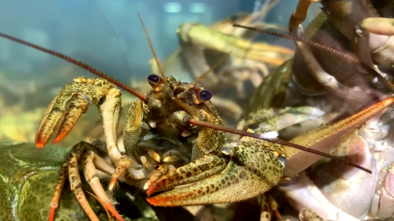 螃蟹在水中。虾和龙虾生活在水族馆里。海鲜餐厅视频素材