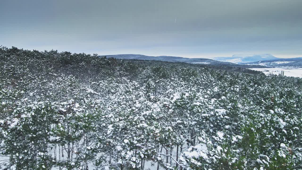 冬季森林自然雪覆盖的冬季树木高山景观视频素材