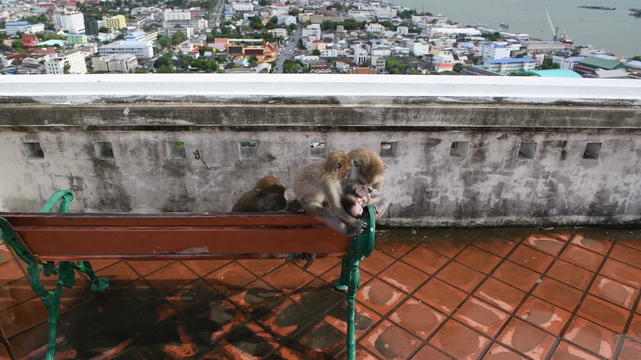 猴子在城市视频素材