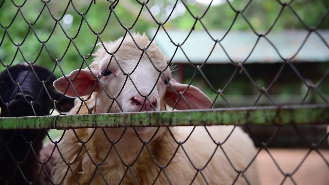 羊在农场视频素材