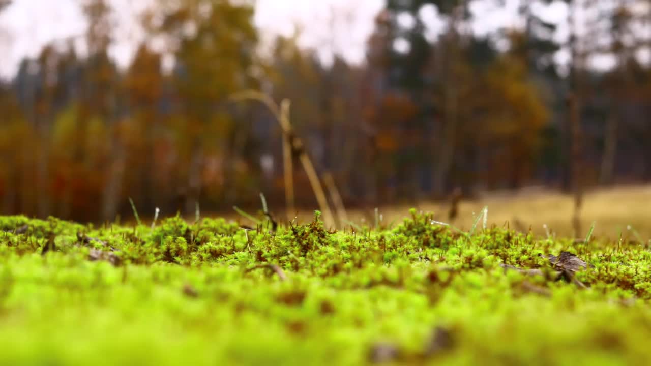 苔藓植物在冬季草甸视频视频素材