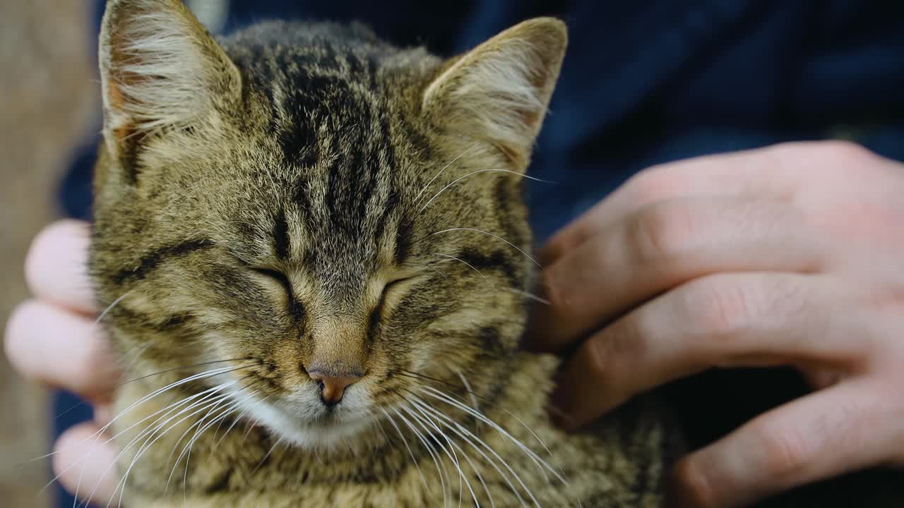 姜斑猫睡在男人的手上，然后睁开她绿色的大眼睛看着镜头视频素材