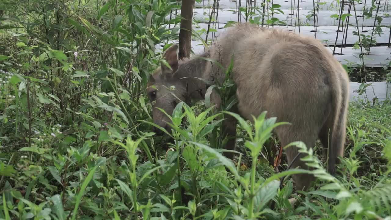 早上，水牛在稻田边上吃草视频素材