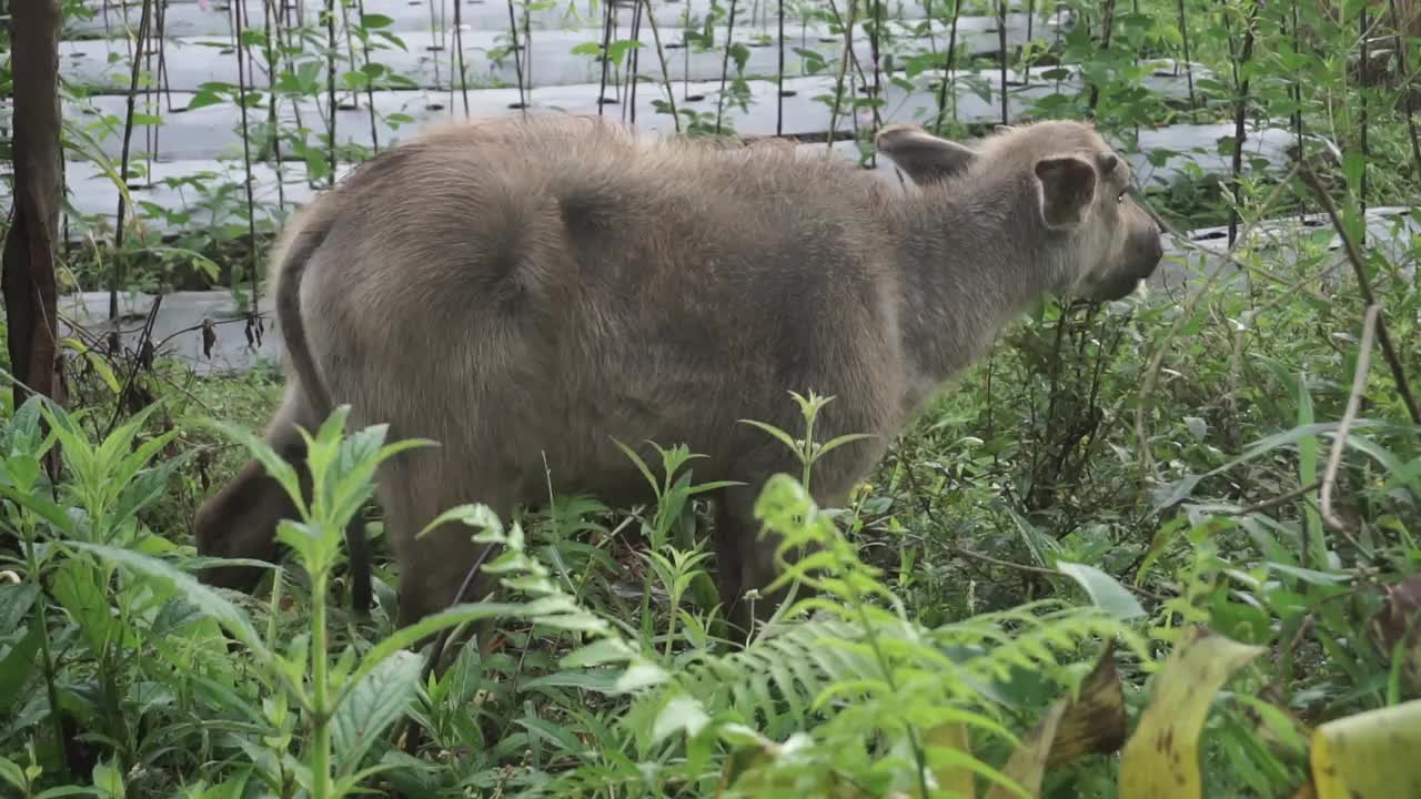 早上，水牛在稻田边上吃草视频素材