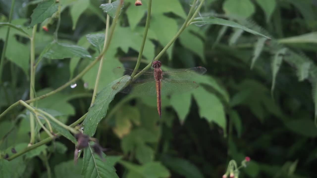 近距离拍摄到一只蜻蜓栖息在一根雾蒙蒙的树干上视频素材