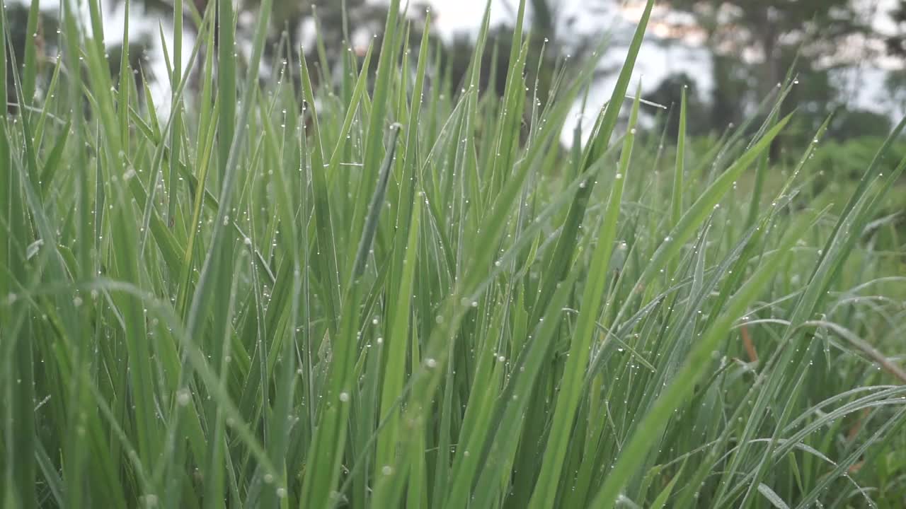 清晨，稻田里，稻花带露珠的叶子在风中摇摆视频素材