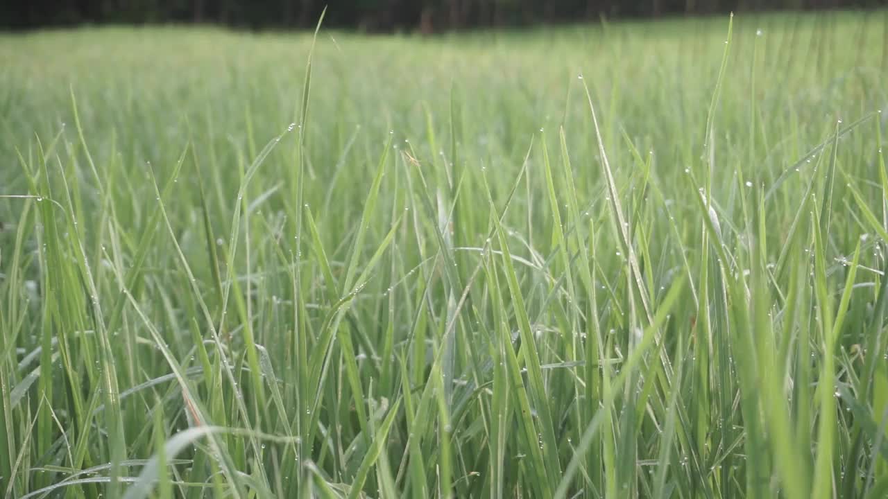 清晨，稻田里，稻花带露珠的叶子在风中摇摆视频素材