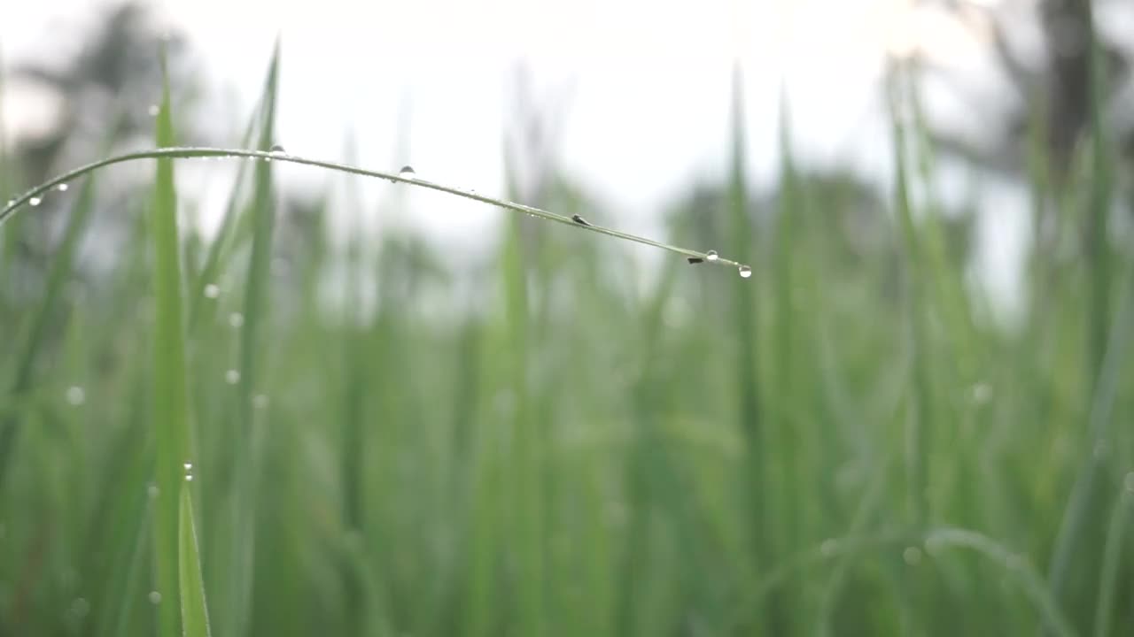 清晨，稻田里，稻花带露珠的叶子在风中摇摆视频素材