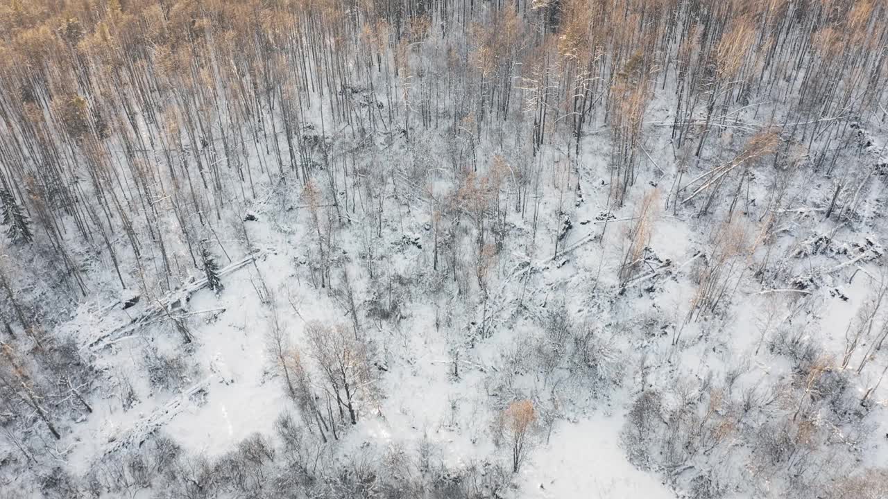 日落时，在黄雪覆盖的森林上空长时间飞行视频素材