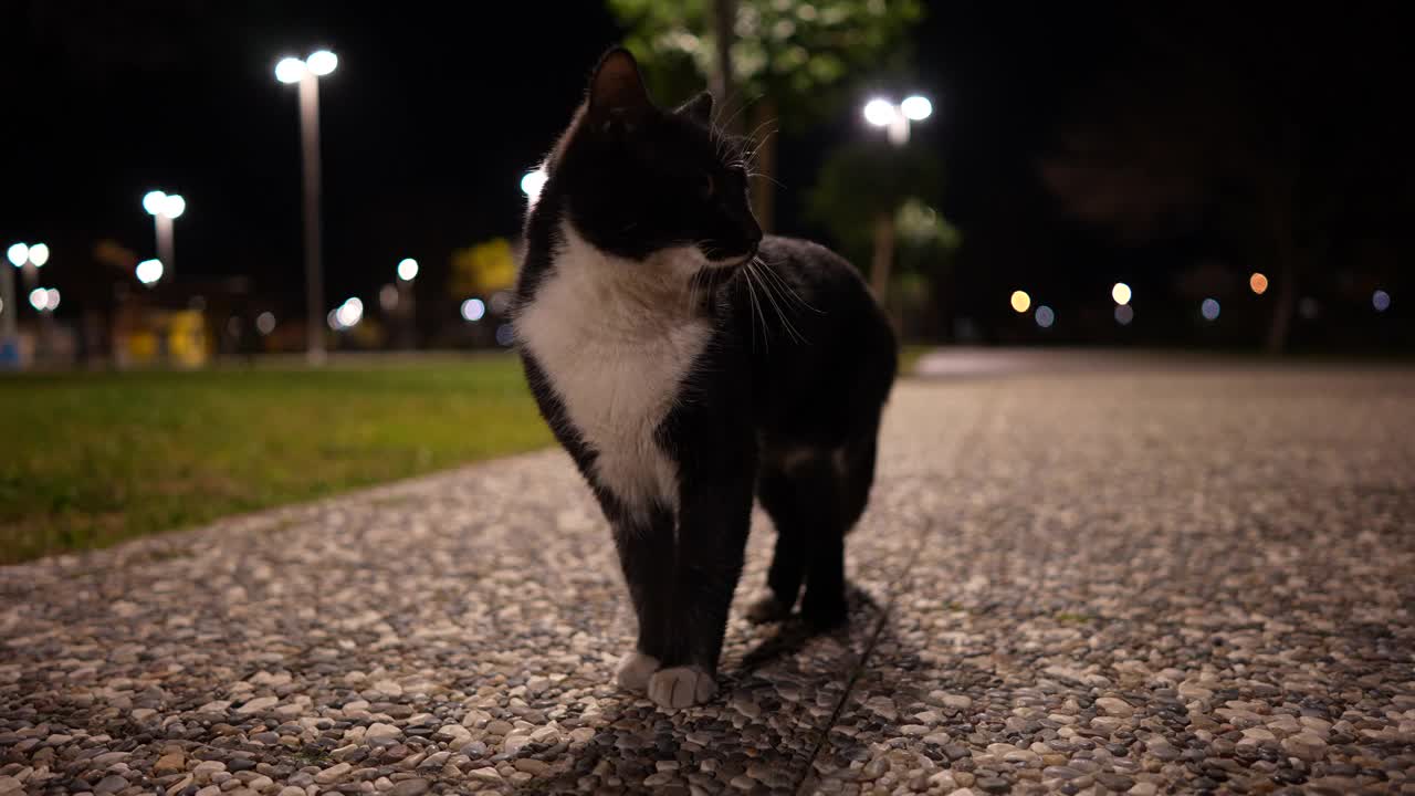 黑猫的肖像在户外的夜晚视频素材