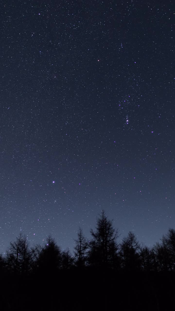 在黑暗森林上空移动的冬季星星(垂直)视频素材