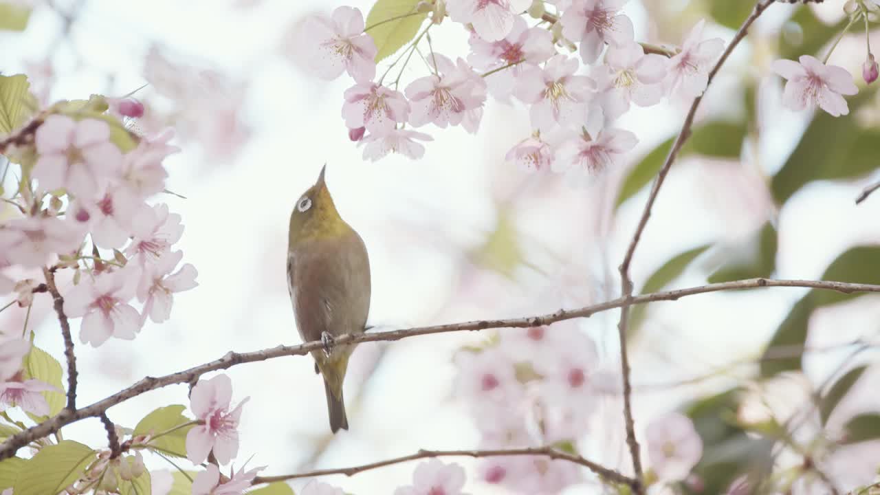 樱花和日本白眼视频素材