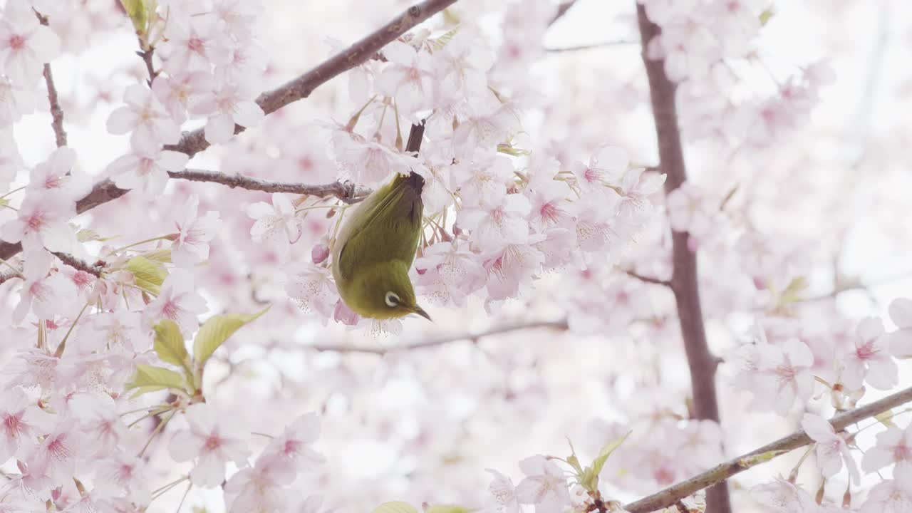 樱花和日本白眼视频素材