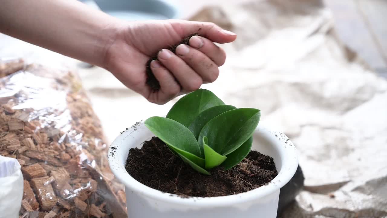 慢动作视频的女人手填土与肥料混合到一个计划盆时种植一种obtusifolia作为一种室内植物。视频素材