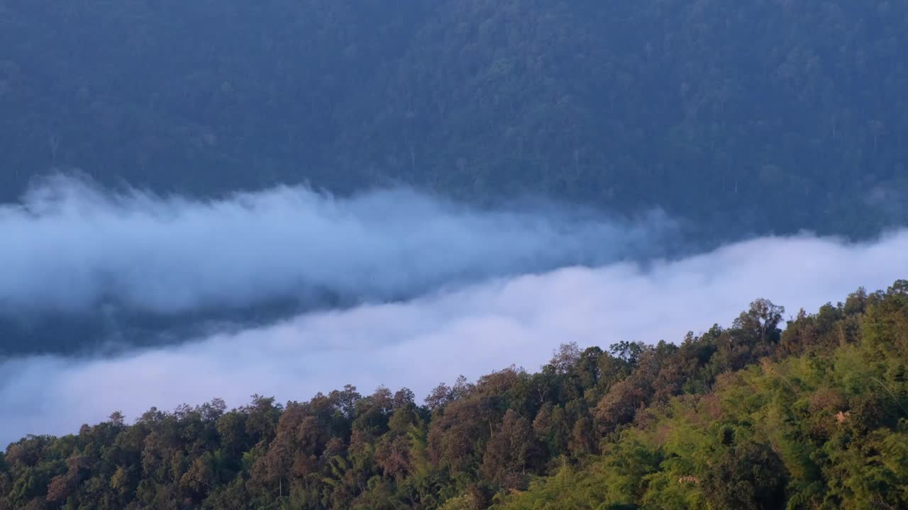 景观绿化，热带雨林和小山与雾海视频素材