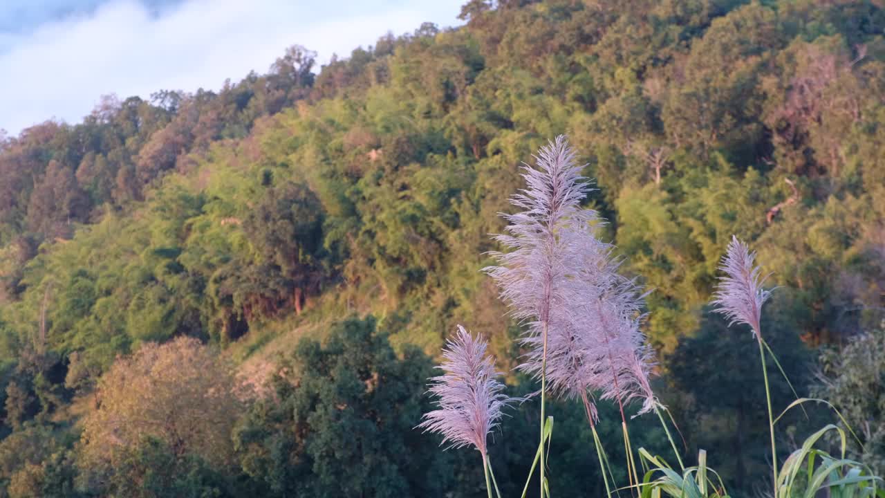 小草或草花在风中摇曳视频素材