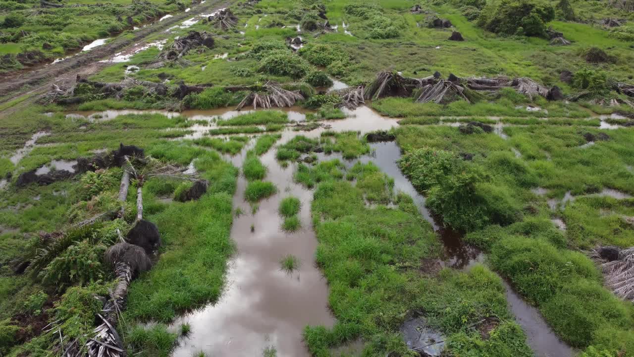 枯死的棕榈树倒影在水中。视频素材