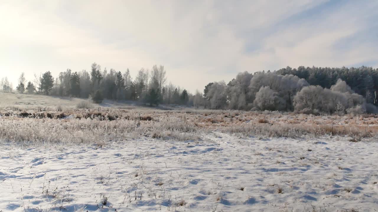 白雪皑皑的松林映衬着阳光下的蓝天。松林。蓝色的天空。阳光。白色的雪。严寒的天气。冬天的季节。圣诞快乐。天气预报。气候条件。圣诞节。视频素材