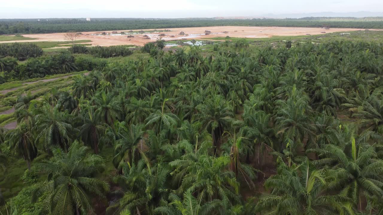 鸟瞰图土地清理油棕榈树视频素材