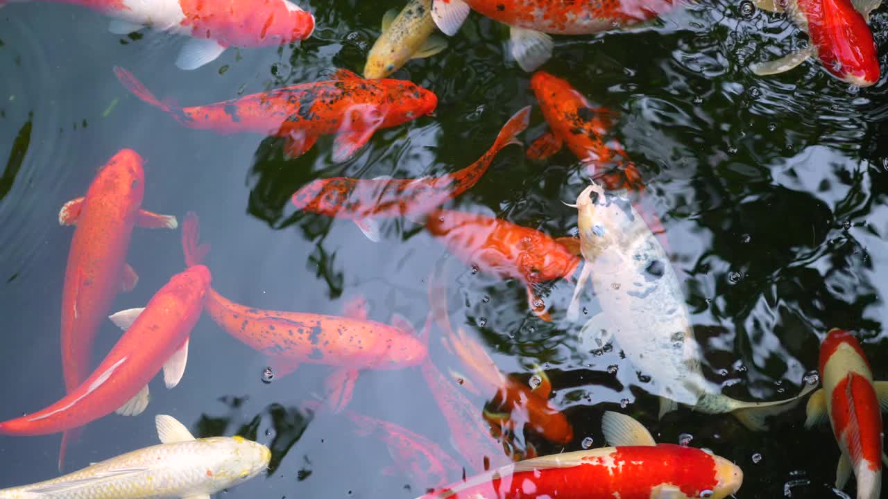 花式鲤鱼或锦鲤在池塘里游泳视频素材