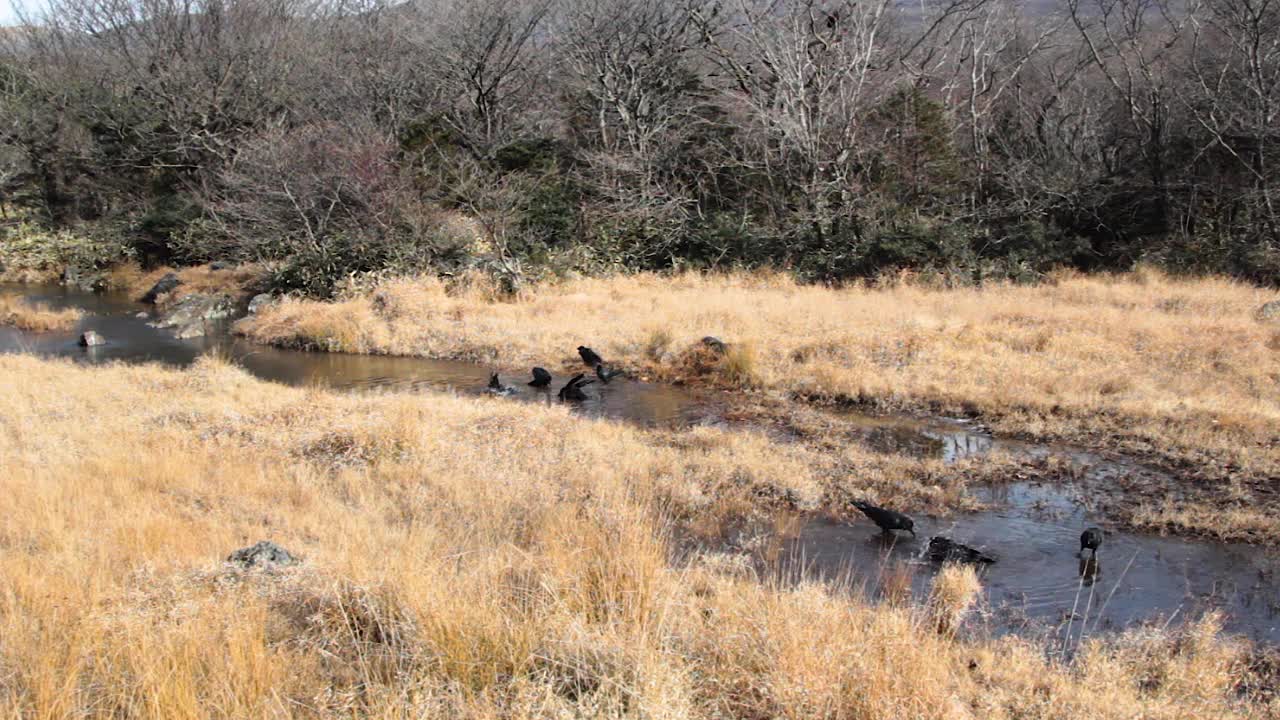 黑乌鸦在韩国济州岛享受大自然视频素材