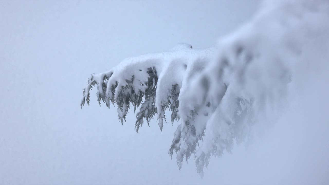 雪松，在冬天的时候视频素材