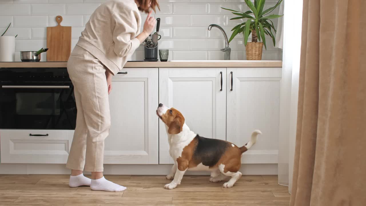 这只小猎犬的女主人正在训练，并给她的宠物喂食。狗坐在家里靠近窗户的地板上执行命令。男人最好的朋友视频素材