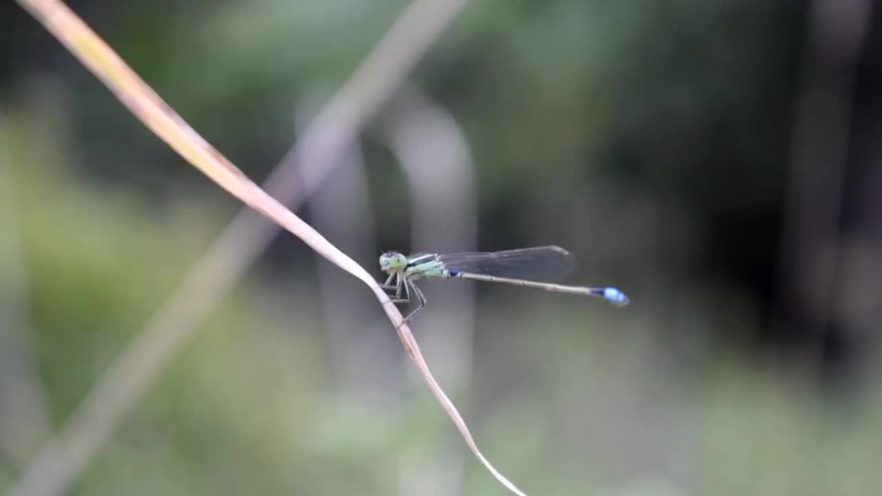 蜻蜓视频素材