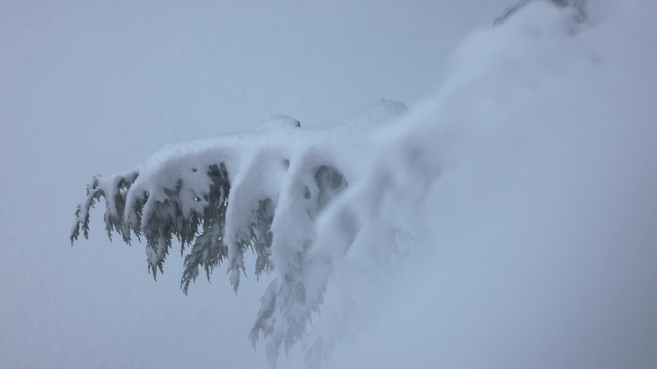 雪松，在冬天的时候视频素材