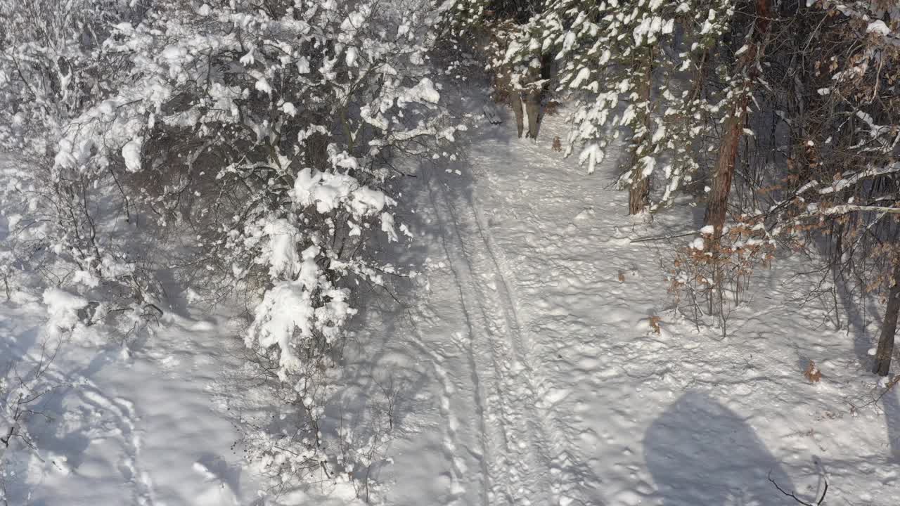 路径通过积雪森林4K无人机视频视频素材