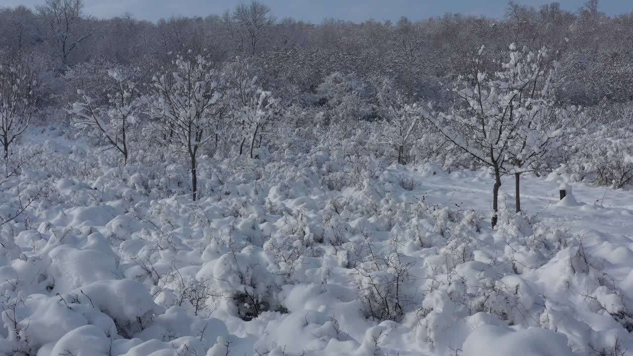 12月下雪的树木和植被由4K无人机拍摄视频素材