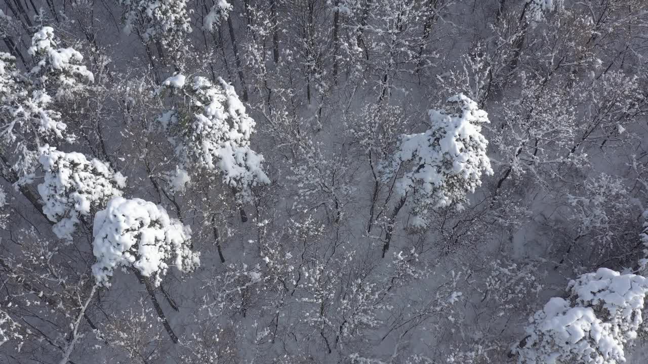 在冬季4K空中视频中，白雪覆盖了整个树冠视频素材