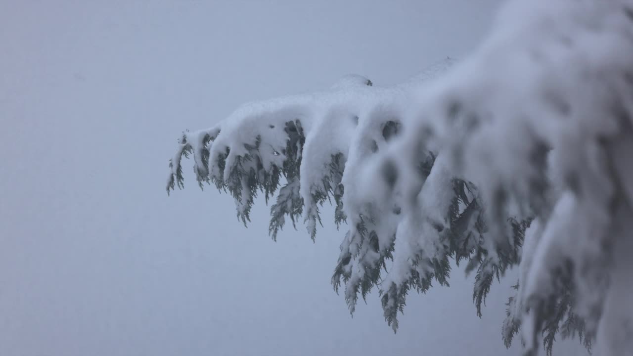 雪松，在冬天的时候视频素材