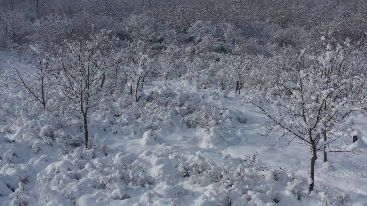 小树在白雪覆盖的森林里拍摄4K无人机拍摄的画面视频素材