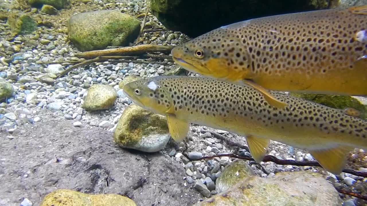 在清澈的河里产卵的棕色鳟鱼视频素材