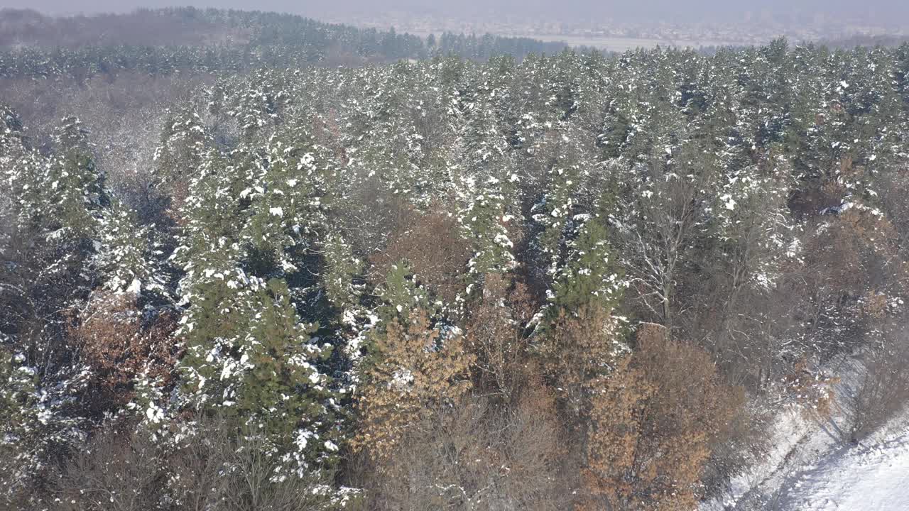 山谷中无尽的树林和积雪的树顶，4K航拍镜头视频素材